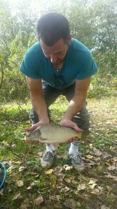 Common Carp