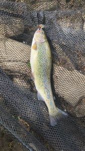 Rainbow Trout