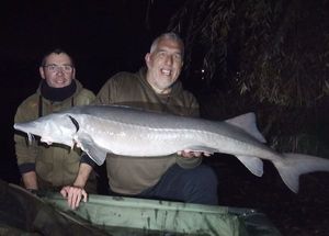 Siberian Sturgeon