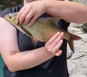 Common Bream