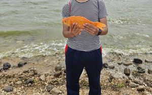 Crucian Carp