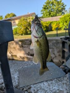 Largemouth Bass