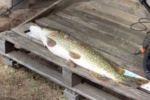 Northern Pike