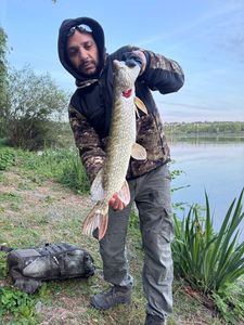 Northern Pike