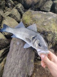 European Bass (Seabass)