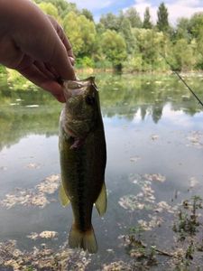 Largemouth Bass