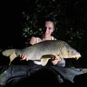Common Carp