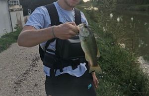 Largemouth Bass
