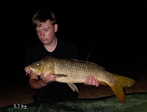 Common Carp
