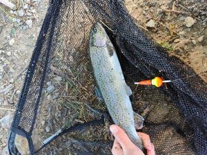 Rainbow Trout