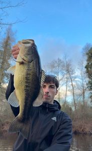 Largemouth Bass