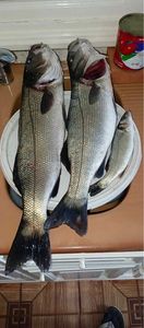 European Bass (Seabass)