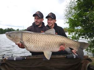 Grass Carp