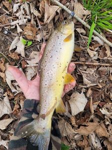 Brown Trout
