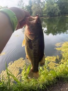 Largemouth Bass