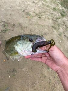 Smallmouth Bass