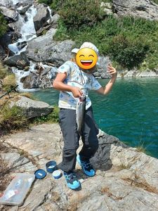 Rainbow Trout