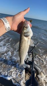 European Bass (Seabass)