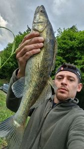 Zander