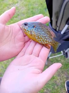 Green Sunfish