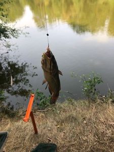 Black Bullhead