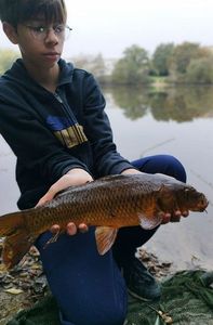 Common Carp