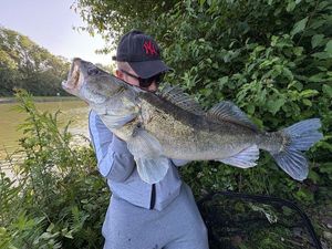 Zander
