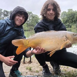 Mirror Carp