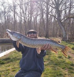 Northern Pike