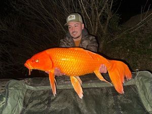 Koï Fish