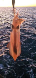 European Squid