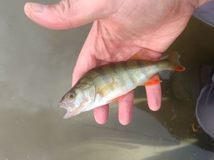 European Perch
