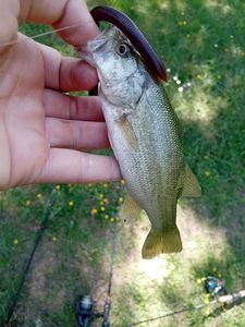 Largemouth Bass