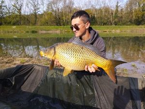 Common Carp
