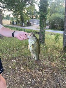Smallmouth Bass