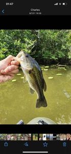 Smallmouth Bass