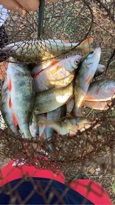 Yellow Perch