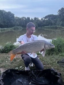 Common Carp