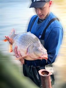 Common Carp