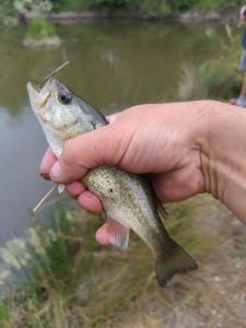 Largemouth Bass