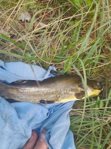 Black Bullhead