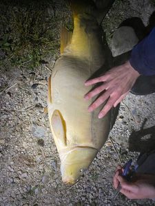 Leather Carp