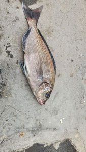 Black Seabream