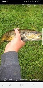 Brown Trout
