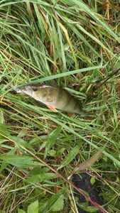 European Perch