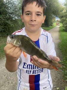 European Perch