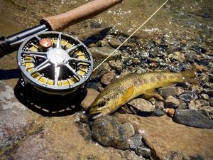 Brown Trout