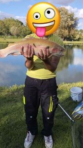 Golden Trout