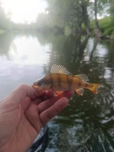 European Perch