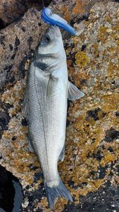 European Bass (Seabass)